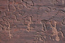 Petroglyphs from the 'Basketmaker' period (300-700 AD), Lyman Lake, Arizona, USA. May, 2003. .