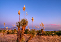 Yuccas (Yucca elata) in flower with Santa Catalina Mountains behind at sunset, Oracle Junction, Sonoran Desert, Arizona, USA, June 2023.