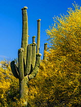 Saguaro cacti (Carnegiea gigantea) in flower beside flowering Foothills paloverde (Parkinsonia microphylla), Santa Catalina Mountains, Arizona, USA, May 2023.