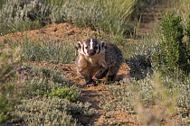 American badger (Taxidea taxus) walking down game trail through steppe upland, Arapaho National Wildlife Refuge,  Colorado, USA, June.