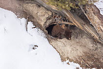 Black bear (Ursus americanus) cub emerging from its winter den to grab a bite of snow for moisture, Yellowstone National Park, Wyoming, USA, February. Snow around den entrance has melted as a result o...