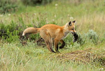 Red fox (Vulpes vulpes) cub carrying dead Western meadow vole (Microtus drummondii) that parent brought to den, whilst running through prairie, Colorado, USA, June.