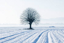 Pollarded tree in snow covered field, Ljubljana Basin, Slovenia, February.