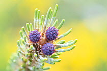 Close-up of Mountain pine (Pinus mugo) flowers, Mangart, Triglav National Park, Julain Alps, Slovenia, June.