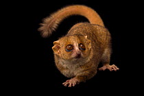 Gray mouse lemur (Microcebus murinus) portrait, Duke Lemur Center. Captive, occurs in Madagascar.