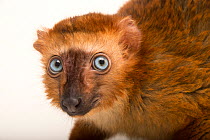 Blue-eyed black lemur (Eulemur flavifrons) female, head portrait, Duke Lemur Center. Captive, occurs in Madagascar. Critically endangered.