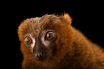 Red-bellied lemur (Eulemur rubriventer) male, head portrait, Duke Lemur Center. Captive, occurs in Madagascar.