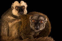 Two White-headed brown lemurs (Eulemur albifrons) male and female siblings, female on right, portrait, Naples Zoo. Captive, occurs in Madagascar.