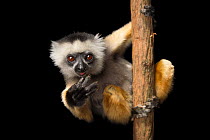 Diademed sifaka (Propithecus diadema) gripping on to tree trunk, Lemuria Land, Madagascar. Captive. Critically endangered.