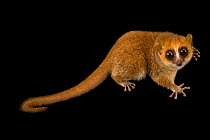 Brown mouse lemur (Microcebus rufus) portrait, Parc Botanique et Zoologique de Tsimbazaza, Madagascar. Captive.