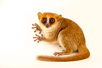 Brown mouse lemur (Microcebus rufus) resting, portrait, Parc Botanique et Zoologique de Tsimbazaza, Madagascar. Captive.