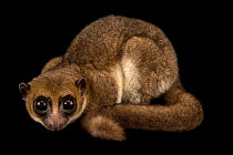 Greater dwarf lemur (Cheirogaleus major) portrait, Parc Botanique et Zoologique de Tsimbazaza, Madagascar. Captive.