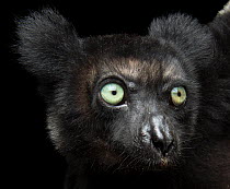 Indri (Indri indri) female, head portrait, Analamazaotra Forest Station, Andasibe, Madagascar. Captive. Critically endangered.