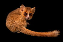 Ganzhorn's mouse-lemur (Microcebus ganzhorni) portrait, Plzen Zoo. Captive, occurs in Madagascar. Endangered.