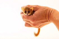 Ganzhorn's mouse-lemur (Microcebus ganzhorni) being held in hands, Plzen Zoo. Captive, occurs in Madagascar. Endangered.
