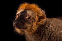 Red-fronted brown lemur (Eulemur rufifrons) head portrait, Plzen Zoo. Captive, occurs in Madagascar.