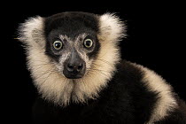 White-belted black-and-white ruffed lemur (Varecia variegata subcincta) head portrait, Plzen Zoo. Captive, occurs in Madagascar. Critically endangered.