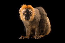 Red-fronted brown lemur (Eulemur rufifrons) portrait, Plzen Zoo. Captive, occurs in Madagascar.