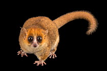Goodman's mouse lemur (Microcebus lehilahytsara) portrait, Plzen Zoo. Captive, occurs in Madagascar.