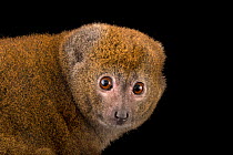 Alaotran bamboo lemur (Hapalemur alaotrensis) head portrait, Plzen Zoo. Captive, occurs in Madagascar. Critically endangered.