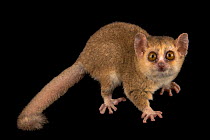 Grey mouse lemur (Microcebus ganzhorni) portrait, Plzen Zoo. Captive, occurs in Madagascar. Endangered.