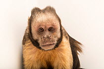Golden-bellied capuchin (Cebus xanthosternos) portrait, Lisbon Zoo. Captive, occurs in Brazil. Critically endangered.