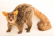 Long-tailed bushbaby (Otolemur crassicaudatus) female, portrait, Duke Lemur Center. Captive, occurs in Africa.