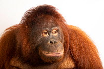 Central Bornean orangutan (Pongo pygmaeus wurmbii) head portrait, Avilon Wildlife Conservation Foundation. Captive, occurs in Borneo. Critically endangered.