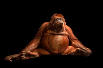 Central Bornean orangutan (Pongo pygmaeus wurmbii) portrait, Avilon Wildlife Conservation Foundation. Captive, occurs in Borneo. Critically endangered.