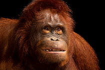 Central Bornean orangutan (Pongo pygmaeus wurmbii) head portrait, Avilon Wildlife Conservation Foundation. Captive, occurs in Borneo. Critically endangered.