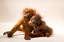Sumatran orangutan (Pongo abelii) infant aged 11 months, and Bornean orangutan (Pongo pygmaeus) infant aged 11 months, hugging, Taman Safari, West Java, Indonesia. Captive. Critically endangered.