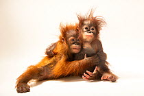 Sumatran orangutan (Pongo abelii) infant aged 11 months, and Bornean orangutan (Pongo pygmaeus) infant aged 11 months, hugging, Taman Safari, West Java, Indonesia. Captive. Critically endangered.