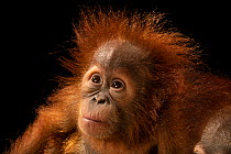 Sumatran orangutan (Pongo abelii) infant aged 11 months, portrait, Taman Safari, West Java. Captive, occurs in Sumatra. Critically endangered.