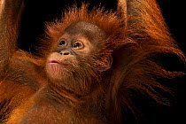 Sumatran orangutan (Pongo abelii) infant aged 11 months, portrait, Taman Safari, West Java. Captive, occurs in Sumatra. Critically endangered.