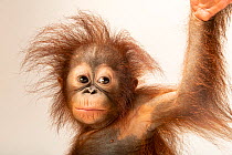 Bornean orangutan (Pongo pygmaeus) infant, aged 11 months, portrait, Taman Safari, West Java. Captive, occurs in Borneo. Critically endangered.