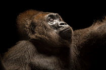 Cross River gorilla (Gorilla gorilla diehli) aged 27 years, portrait, Limbe Wildlife Center, Cameroon. Captive. Critically endangered.