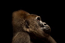 Cross River gorilla (Gorilla gorilla diehli) aged 27 years, head portrait, Limbe Wildlife Center, Cameroon. Captive. Critically endangered.
