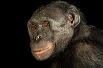 Bonobo (Pan paniscus) head portrait, Ape Cognition and Conservation Initiative (ACCI), Iowa. Captive, occurs in Central Africa. Endangered.
