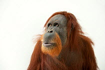 Sumatran orangutan (Pongo abelii) female, head portrait, Gladys Porter Zoo. Captive, occurs in Sumatra. Critically endangered.