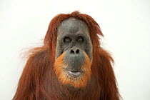 Sumatran orangutan (Pongo abelii) female, head portrait, Gladys Porter Zoo. Captive, occurs in Sumatra. Critically endangered.