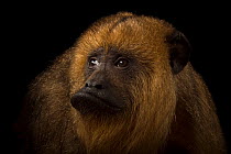 Guatemalan black howler monkey (Alouatta pigra) female, head portrait, Omaha's Henry Doorly Zoo and Aquarium. Captive, occurs in Central America. Endangered.