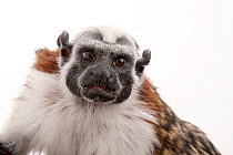 Geoffroy's tamarin (Saguinus geoffroyi) portrait, Cleveland Metroparks Zoo. Captive, occurs in Panama and Colombia.