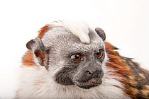 Geoffroy's tamarin (Saguinus geoffroyi) portrait, Cleveland Metroparks Zoo. Captive, occurs in Panama and Colombia.