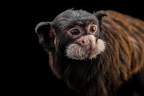 Moustached tamarin (Saguinus mystax) male, portrait, Prague Zoo. Captive, occurs in Central and South America.