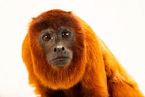 Purus red howler monkey (Alouatta seniculus puruensis) female, portrait, Fundacao Jardim Zoologico de Brasilia, Brazil. Captive.