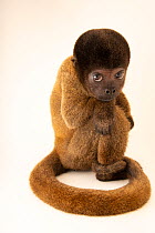 Peruvian woolly monkey (Lagothrix cana) female juvenile, portrait, showing severe growth deformities due to poor nutrition after being reared as a pet, Cetas-IBAMA wildlife rehabilitation centre, Mana...