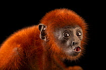 Jurua red howler monkey (Alouatta seniculus juara) infant, aged two months, head portrait, Cetas-IBAMA wildlife rehabilitation centre, Manaus, Brazil. Captive.