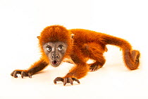 Jurua red howler monkey (Alouatta seniculus juara) infant, aged two months, crawling, portrait, Cetas-IBAMA wildlife rehabilitation centre, Manaus, Brazil. Captive.