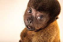 Peruvian woolly monkey (Lagothrix cana) female juvenile, portrait, showing severe growth deformities due to poor nutrition after being reared as a pet, Cetas-IBAMA wildlife rehabilitation centre, Mana...