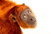 Venezuelan red howler monkey (Alouatta seniculus juara) female, portrait, Mantenedor da Fauna Silvestre Cariua, Manaus, Brazil. Captive.